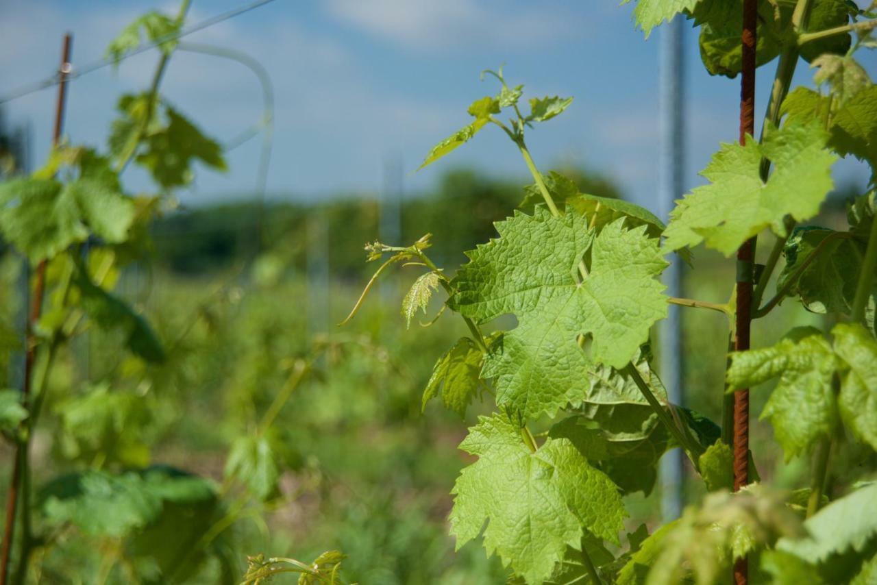 Agriturismo Albarello Sona Zewnętrze zdjęcie